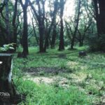 弩哥Ins新瞎眼视频 内含《寂静岭》角色兔子罗比