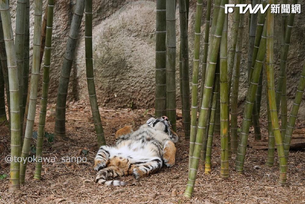 動物園虎寶睡成「飽昏虎斑貓」!四腳朝天肚肚0遮擋 網笑:超欠摸