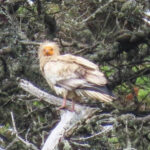 睽違150年!神鳥「埃及禿鷹」現身英國 專家:讓我滿足一整天
