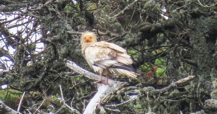 睽違150年!神鳥「埃及禿鷹」現身英國 專家:讓我滿足一整天